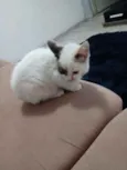 Lino
