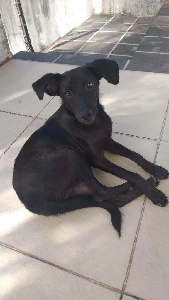 Cachorro ra a Sem raça definida idade 2 a 6 meses nome Criolu dos pampas