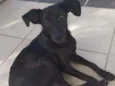 Criolu dos pampas