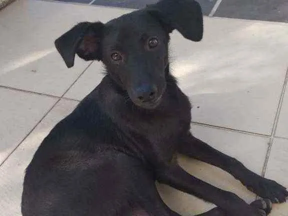 Cachorro ra a Sem raça definida idade 2 a 6 meses nome Criolu dos pampas