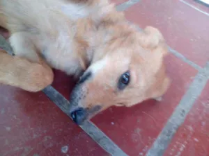 Cachorro raça Sem raça definida idade 2 a 6 meses nome Ronta