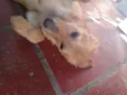 Ronta