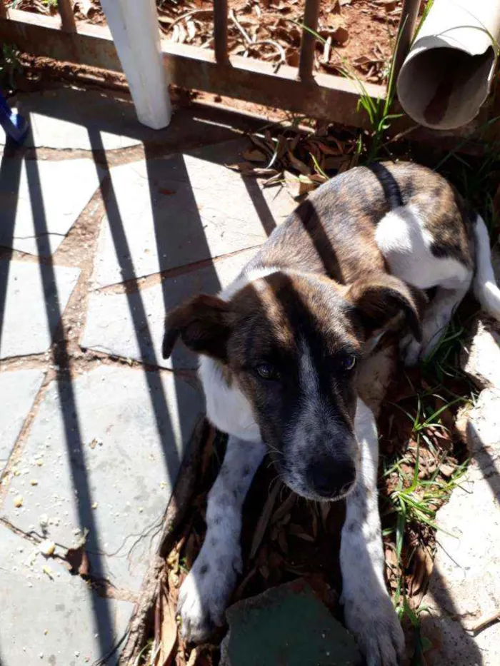 Cachorro ra a Vira lata  idade 2 a 6 meses nome Vitorioso 