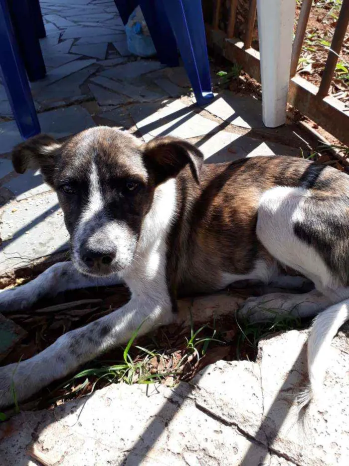 Cachorro ra a Vira lata  idade 2 a 6 meses nome Vitorioso 