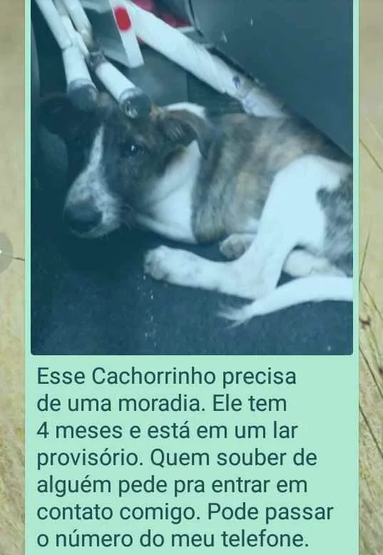 Cachorro ra a Vira lata  idade 2 a 6 meses nome Vitorioso 