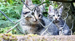 Gato raça Srd idade 2 a 6 meses nome Sem nome