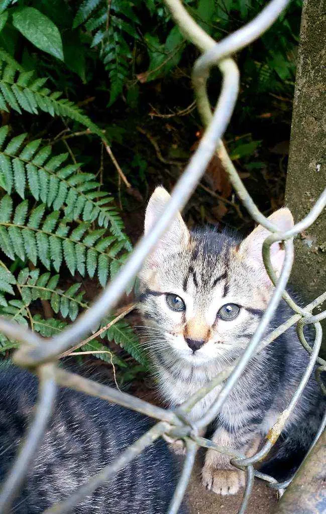 Gato raça Srd idade 2 a 6 meses nome Sem nome