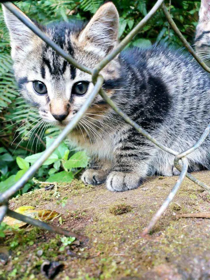 Gato raça Srd idade 2 a 6 meses nome Sem nome