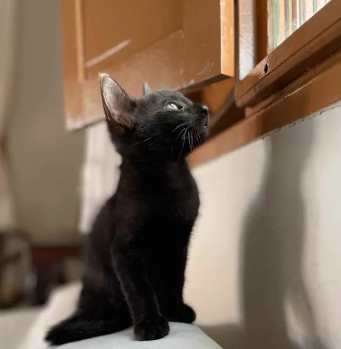 Gato ra a SRD idade 2 a 6 meses nome Ainda sem nome 