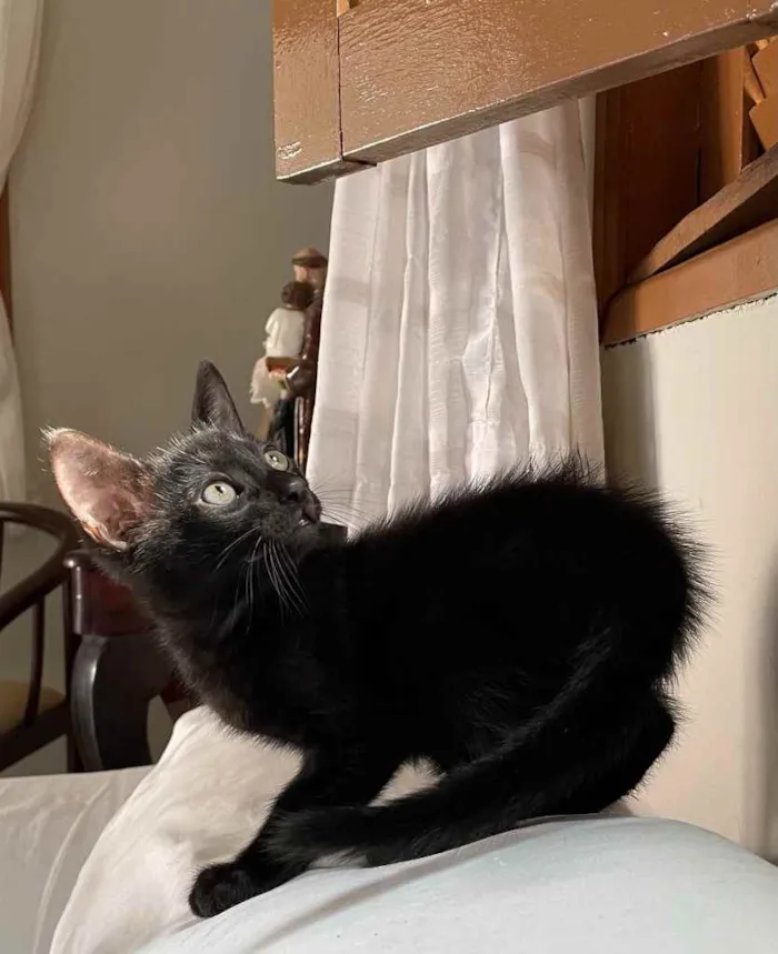 Gato ra a SRD idade 2 a 6 meses nome Ainda sem nome 