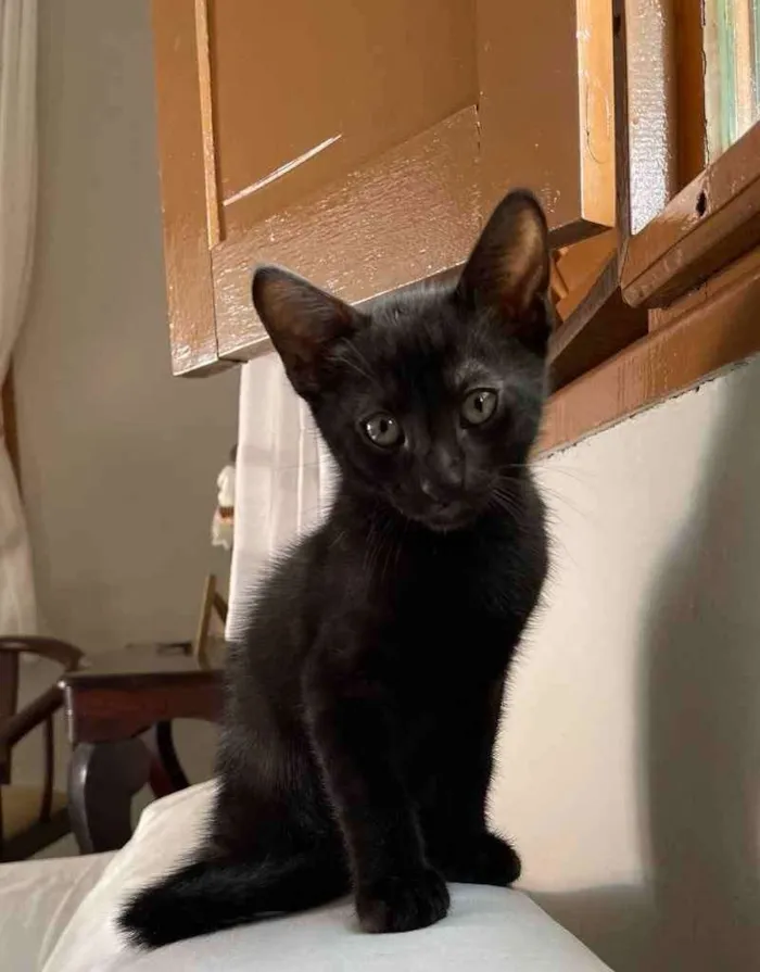 Gato ra a SRD idade 2 a 6 meses nome Ainda sem nome 
