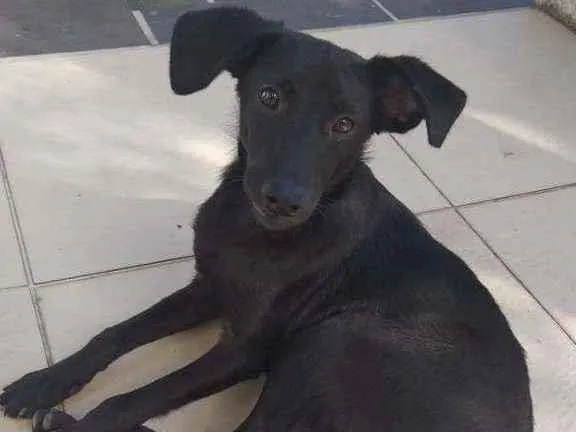 Cachorro ra a Sem raça definida idade 2 a 6 meses nome Criolu dos pampas