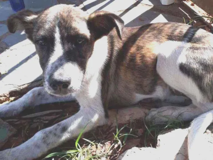 Cachorro ra a Vira lata  idade 2 a 6 meses nome Vitorioso 