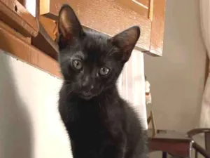 Gato raça SRD idade 2 a 6 meses nome Ainda sem nome 
