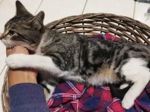 Gato raça SRD-ViraLata idade 2 a 6 meses nome MulherGato