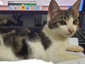Gato raça SRD-ViraLata idade 2 a 6 meses nome HomemAranha
