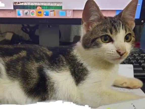 Gato raça SRD-ViraLata idade 2 a 6 meses nome HomemAranha