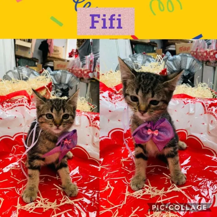 Gato raça SRD-ViraLata idade Abaixo de 2 meses nome FIFI