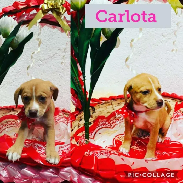 Cachorro raça SRD-ViraLata idade 2 a 6 meses nome CARLOTA