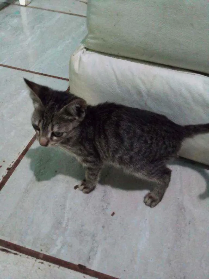 Gato ra a Sem raça idade 2 a 6 meses nome Sem nome 