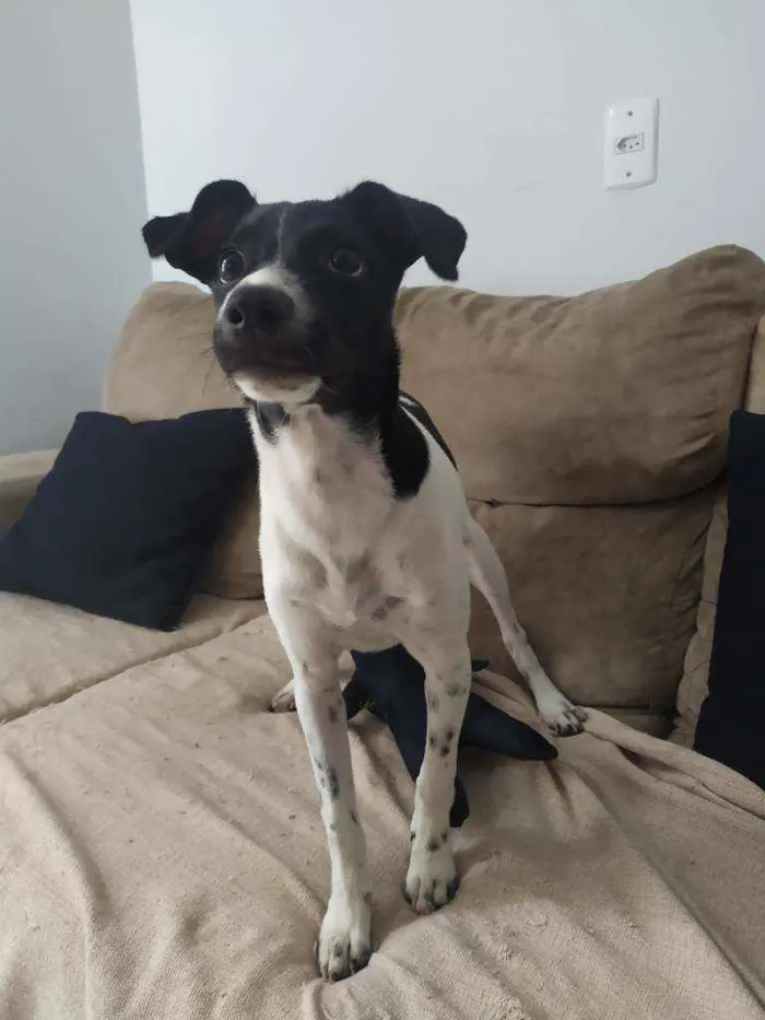 Cachorro ra a Sdr idade 2 a 6 meses nome Pandora
