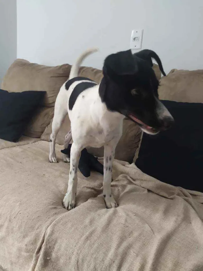 Cachorro ra a Sdr idade 2 a 6 meses nome Pandora