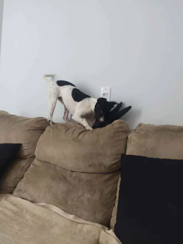 Cachorro ra a Sdr idade 2 a 6 meses nome Pandora