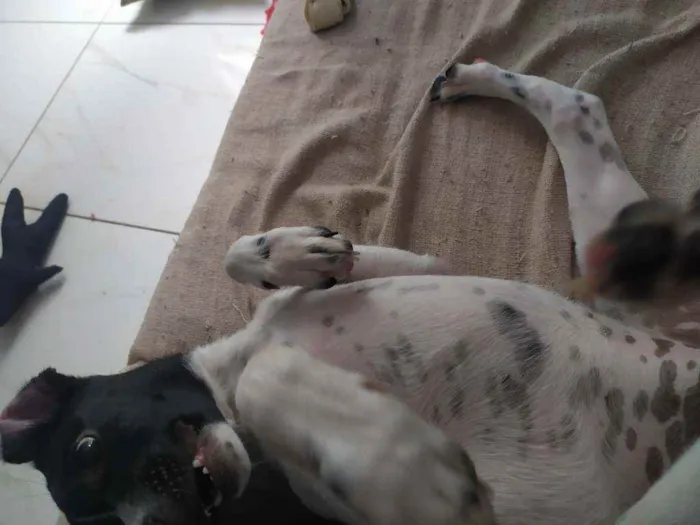 Cachorro ra a Sdr idade 2 a 6 meses nome Pandora
