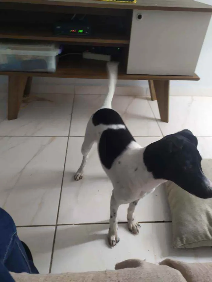 Cachorro ra a Sdr idade 2 a 6 meses nome Pandora