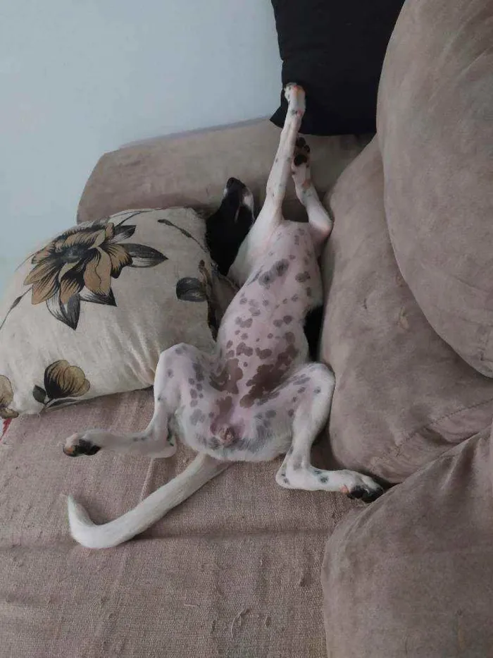 Cachorro ra a Sdr idade 2 a 6 meses nome Pandora