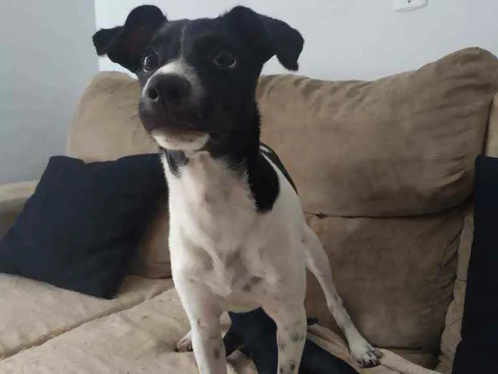 Cachorro ra a Sdr idade 2 a 6 meses nome Pandora