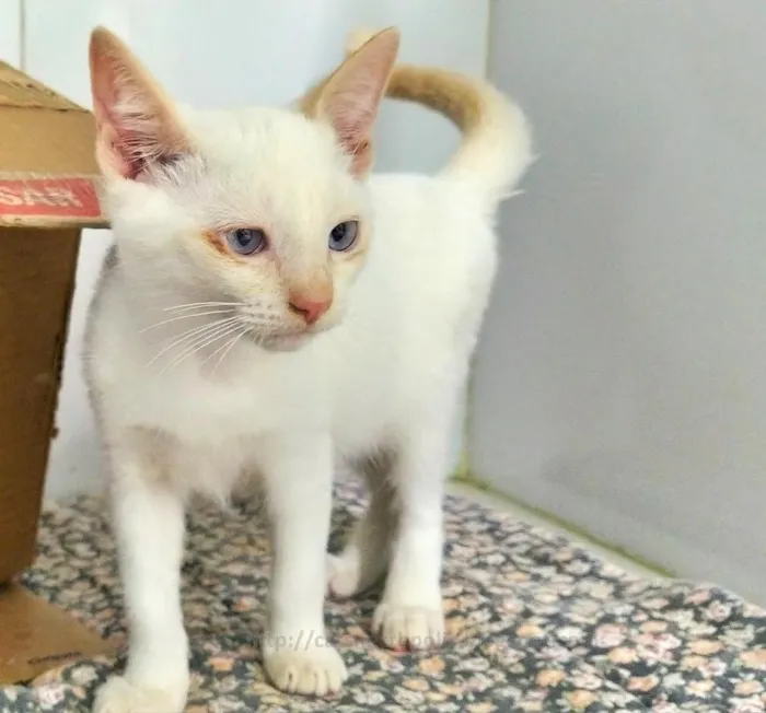 Gato ra a srd idade 2 a 6 meses nome red point