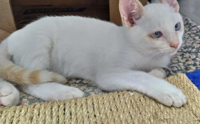 Gato ra a srd idade 2 a 6 meses nome red point