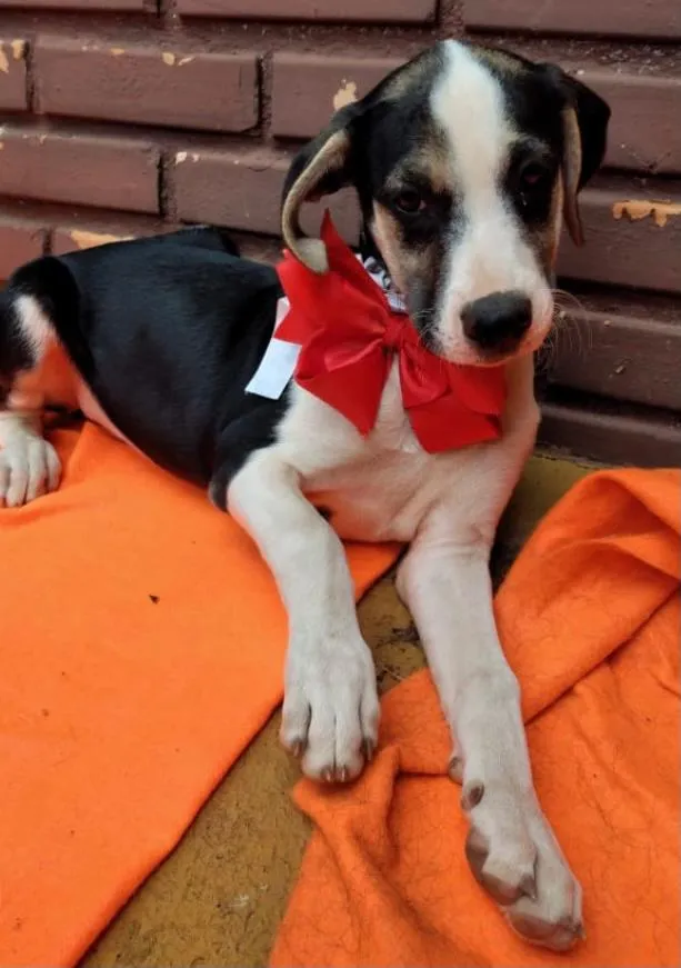 Cachorro ra a SRD idade 2 a 6 meses nome Vicky
