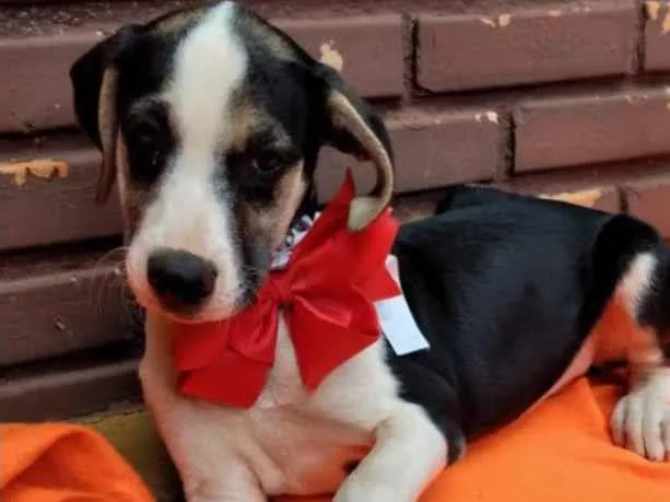 Cachorro ra a SRD idade 2 a 6 meses nome Vicky