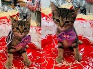 Gato raça SRD-ViraLata idade Abaixo de 2 meses nome FIFI