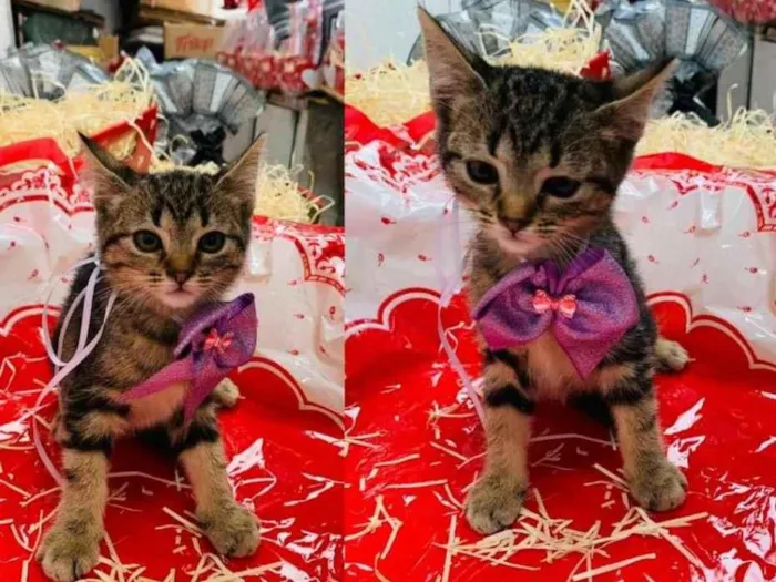 Gato raça SRD-ViraLata idade Abaixo de 2 meses nome FIFI