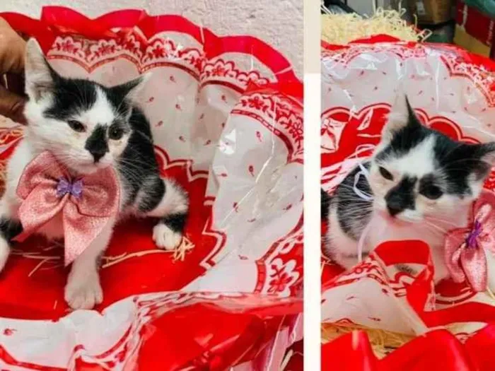Gato raça SRD-ViraLata idade Abaixo de 2 meses nome EVA