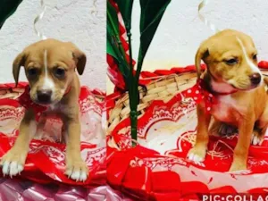 Cachorro raça SRD-ViraLata idade 2 a 6 meses nome CARLOTA