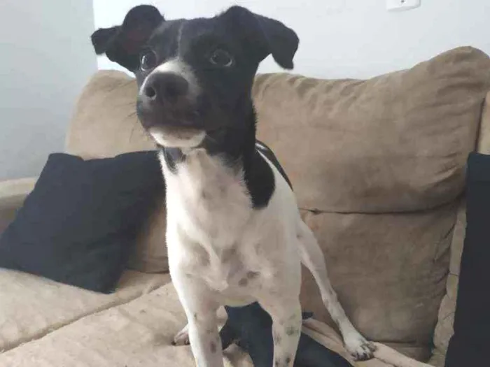Cachorro ra a Sdr idade 2 a 6 meses nome Pandora