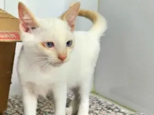 Gato raça srd idade 2 a 6 meses nome red point