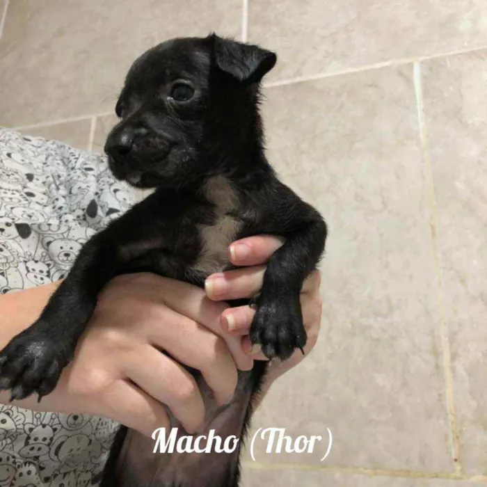 Cachorro ra a SRD idade Abaixo de 2 meses nome Sem nome