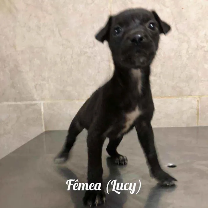 Cachorro ra a SRD idade Abaixo de 2 meses nome Sem nome