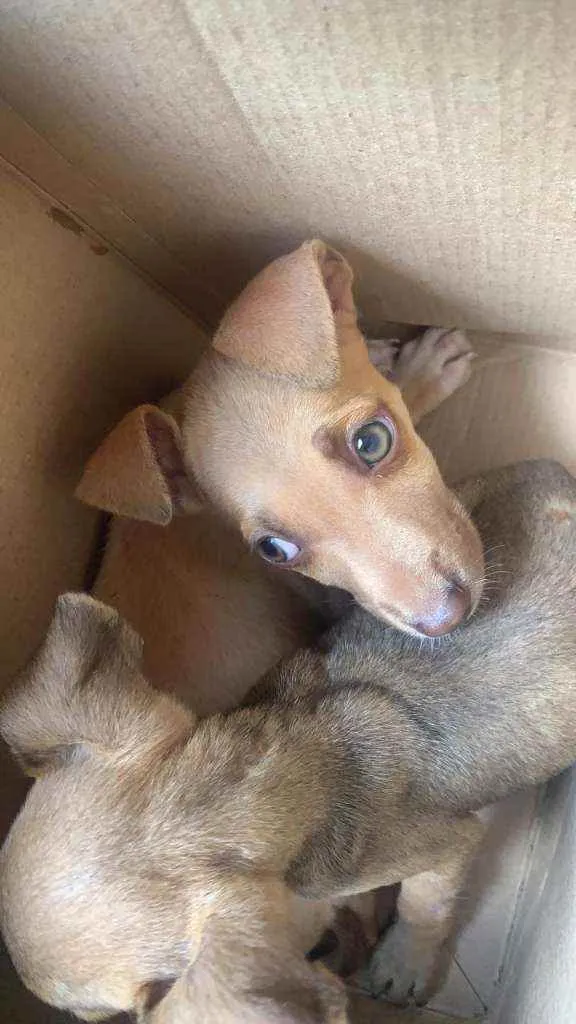 Cachorro ra a .... idade 2 a 6 meses nome Dois filhotinhos