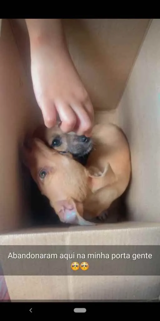 Cachorro ra a .... idade 2 a 6 meses nome Dois filhotinhos