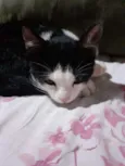 Penélope 