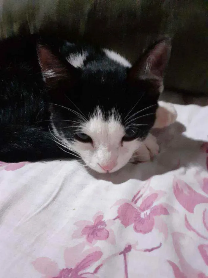 Gato ra a  idade 2 a 6 meses nome Penélope 