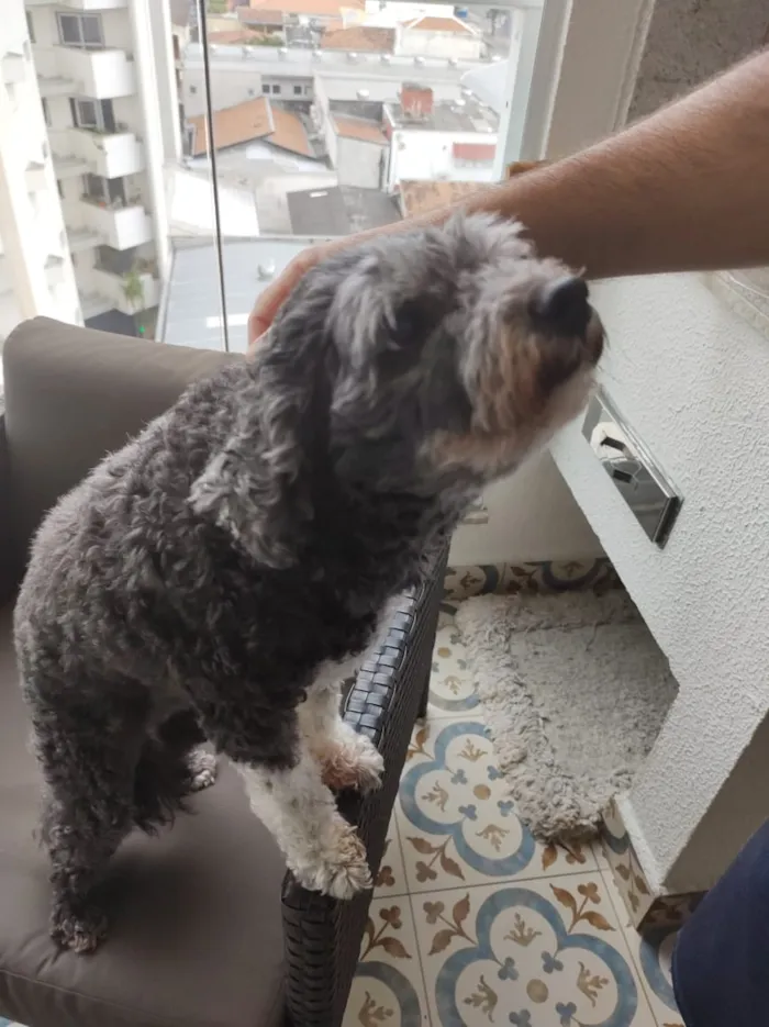 Cachorro ra a Poodle idade 6 ou mais anos nome ISABELA
