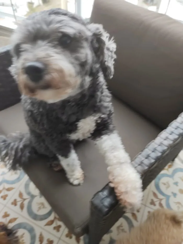 Cachorro ra a Poodle idade 6 ou mais anos nome ISABELA
