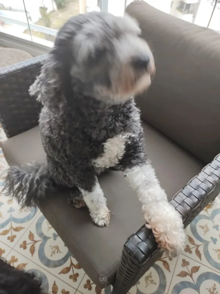 Cachorro ra a Poodle idade 6 ou mais anos nome ISABELA